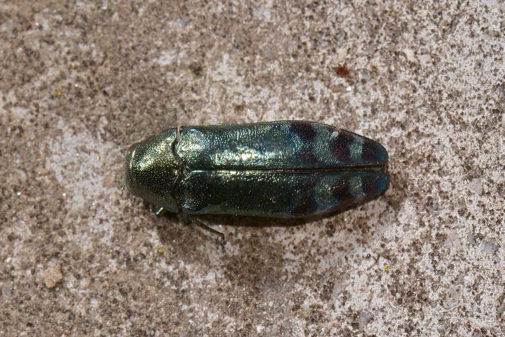 Buprestidae: Coraebus fasciatus